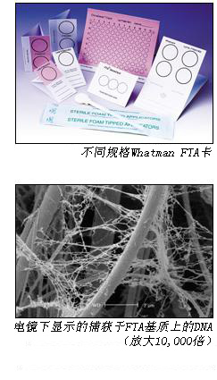 GE Whatman FTA标准卡DNA采集、纯化和分析WB120305